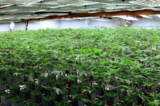 cannabis stock